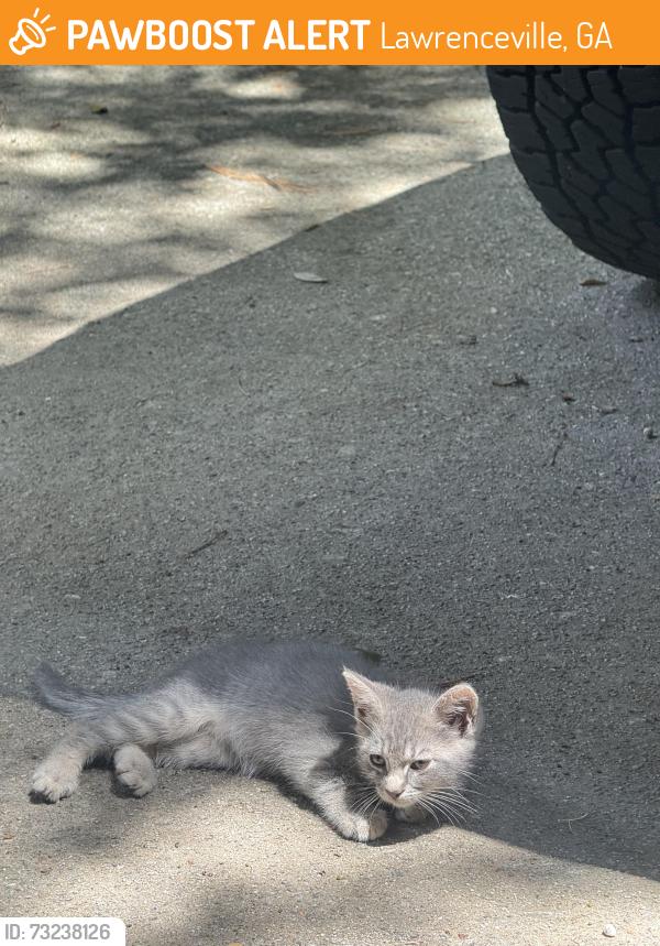 Found/Stray Female Cat last seen Rebeca streets Lawrenceville, Lawrenceville, GA 30046