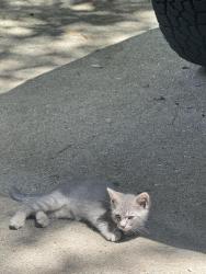 Found/Stray Female Cat last seen Rebeca streets Lawrenceville, Lawrenceville, GA 30046