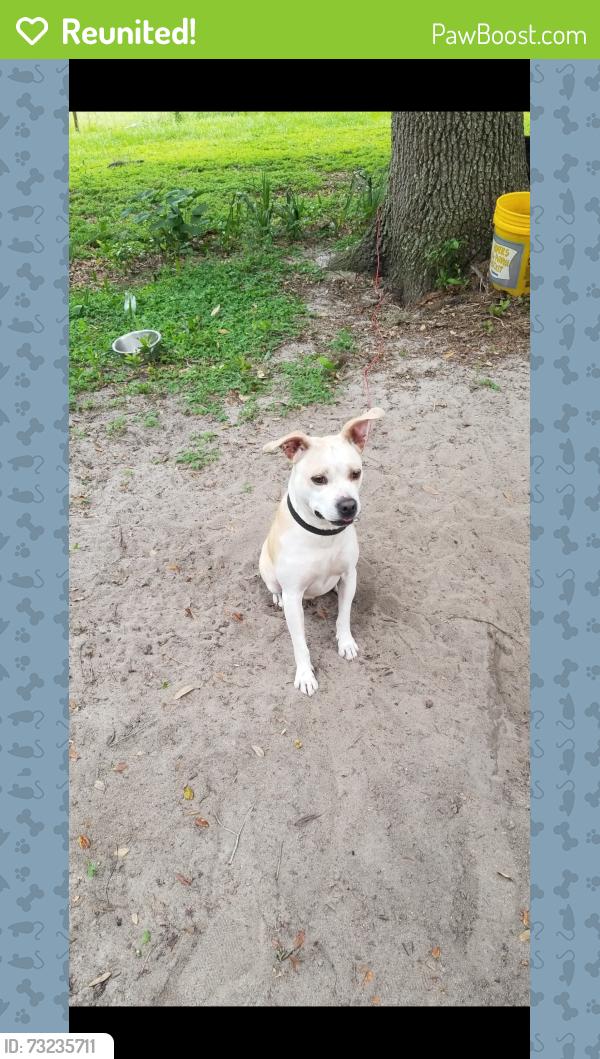 Reunited Male Dog last seen Near se hwy 42, Weirsdale, FL 32195