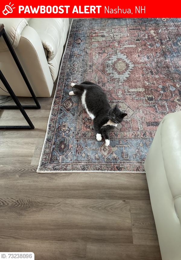Lost Female Cat last seen Divinity Circle, Lutheran Drive, Chapel Hill Drive, Nashua, NH 03063
