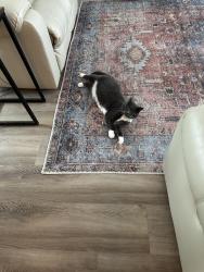 Lost Female Cat last seen Divinity Circle, Lutheran Drive, Chapel Hill Drive, Nashua, NH 03063