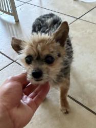 Lost Female Dog last seen Gallberry Ct & Chitamwood Blvd, Trinity, FL 34655