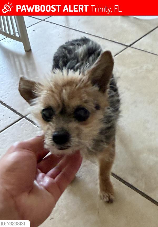 Lost Female Dog last seen Gallberry Ct & Chitamwood Blvd, Trinity, FL 34655