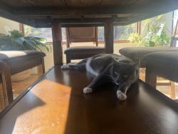 Lost Female Cat last seen W edmundson st, Morgan Hill, CA 95037