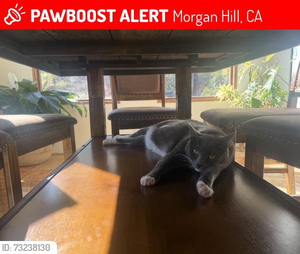 Lost Female Cat last seen W edmundson st, Morgan Hill, CA 95037