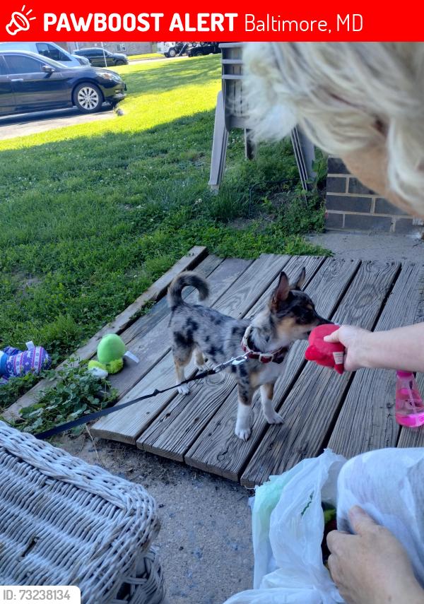 Lost Male Dog last seen Near Merritt blvd, Baltimore, MD 21222