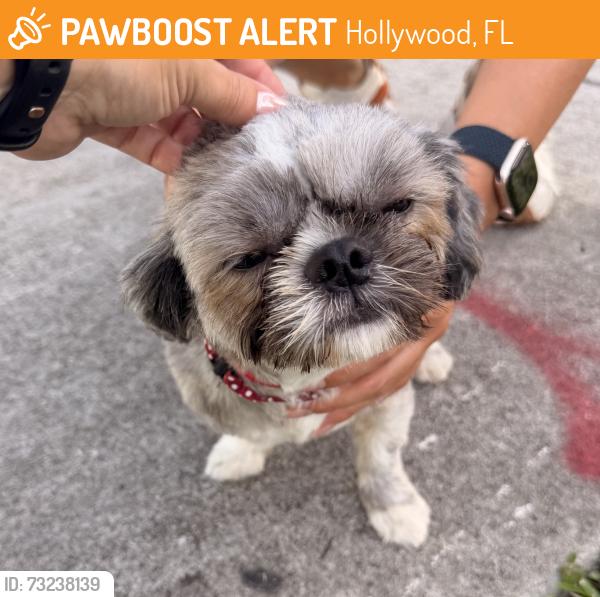 Found/Stray Unknown Dog last seen Harding St & N14 Ave, Hollywood, FL 33020