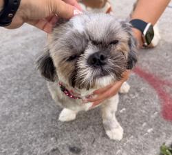 Found/Stray Unknown Dog last seen Harding St & N14 Ave, Hollywood, FL 33020