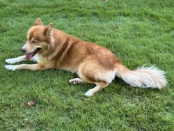 Found/Stray Male Other last seen Ventosa, Charlotte, NC 28205