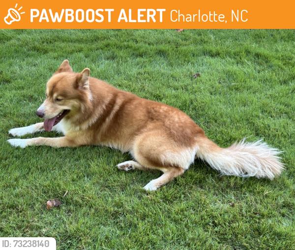 Found/Stray Male Other last seen Ventosa, Charlotte, NC 28205
