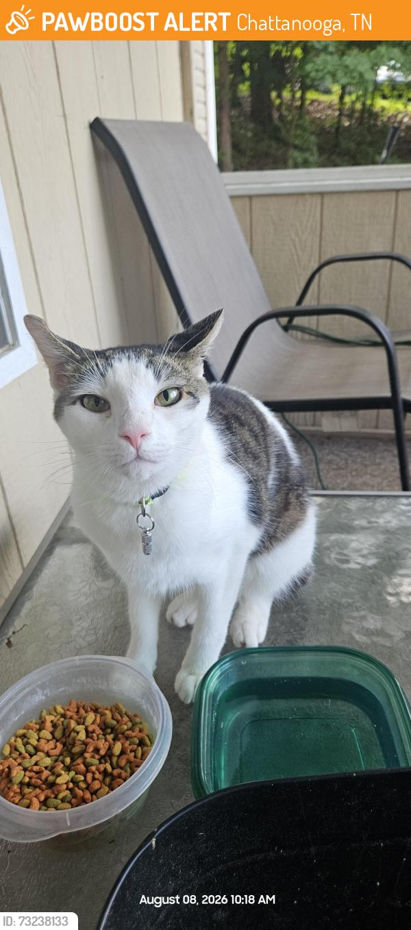 Found/Stray Unknown Cat last seen Taylor, Chattanooga, TN 37379
