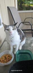Found/Stray Unknown Cat last seen Taylor, Chattanooga, TN 37379