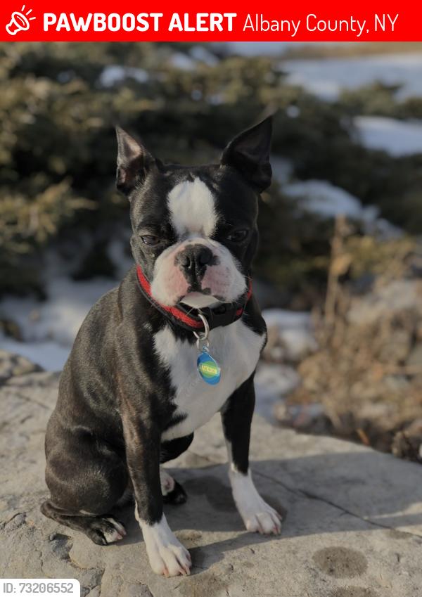 Lost Male Dog last seen Cass Hill Road, Albany County, NY 12041
