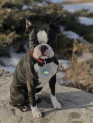 Lost Male Dog last seen Cass Hill Road, Albany County, NY 12041