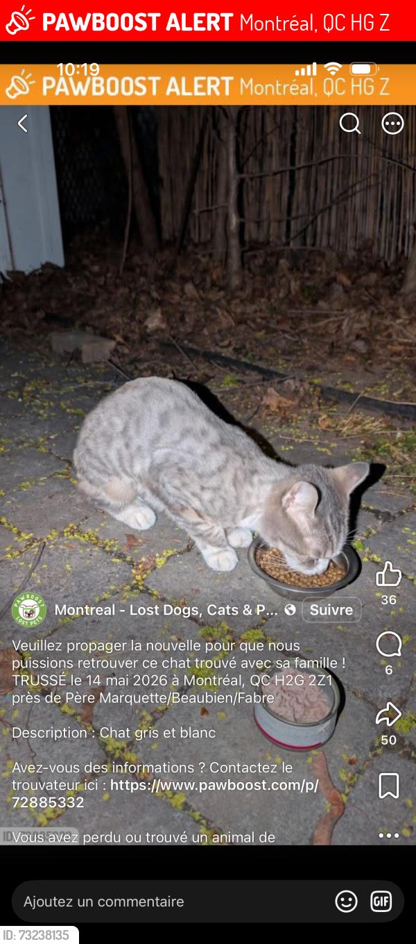 Lost Female Cat last seen Beaubien Fabre, Montréal, QC H2G 2Z1
