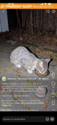 Lost Female Cat last seen Beaubien Fabre, Montréal, QC H2G 2Z1