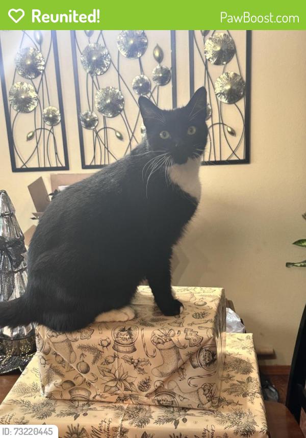 Reunited Male Cat last seen Jackson and wall, Spokane, WA 99205