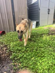 Reunited Female Dog last seen Peters and Wurst Rd, Ocoee, FL 34761