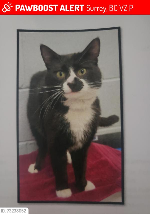 Lost Male Cat last seen 172nd St. and 4th Ave. Surrey, BC Canada, Surrey, BC V3Z 9P7