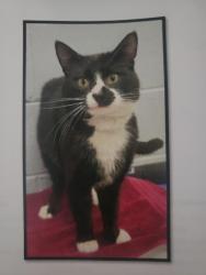 Lost Male Cat last seen 172nd St. and 4th Ave. Surrey, BC Canada, Surrey, BC V3Z 9P7