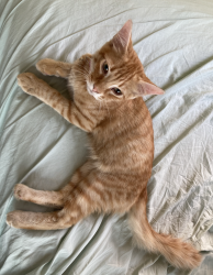 Reunited Male Cat last seen Alan Way, Garden Grove, CA 92843