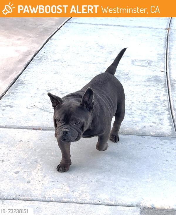 Found/Stray Male Dog last seen Brookhurst & Bolsa, Westminster, CA 92683