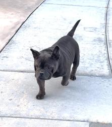 Found/Stray Male Dog last seen Brookhurst & Bolsa, Westminster, CA 92683