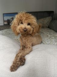 Reunited Male Dog last seen Donahue St near the Hime Depot/ IKEA, East Palo Alto, CA 94303