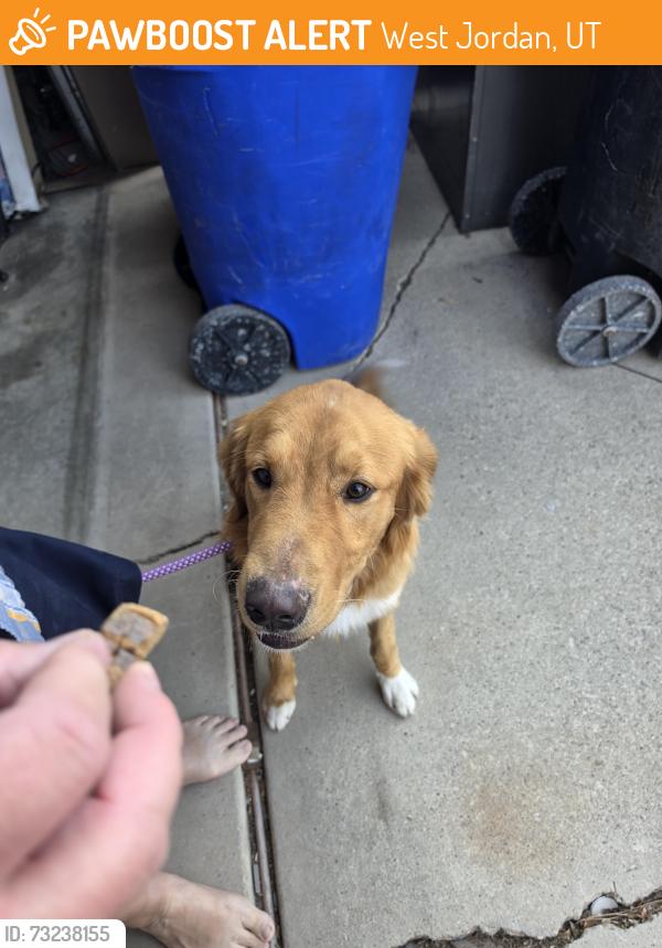 Found/Stray Male Dog last seen Near West 7400 South, West Jordan, UT 84084
