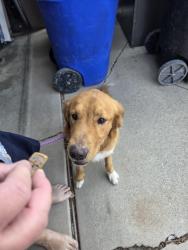 Found/Stray Male Dog last seen Near West 7400 South, West Jordan, UT 84084