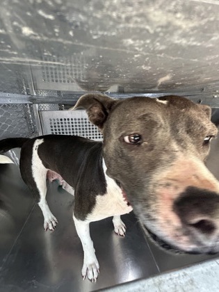 Shelter Stray Female Dog last seen Near NO HILL LN, North District,, 355 Hillshire Dr, Haslet, TX 76052, USA