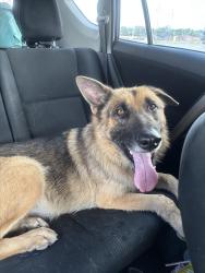 Found/Stray Male Dog last seen Train tracks on Ilka switch, Seguin, TX 78155