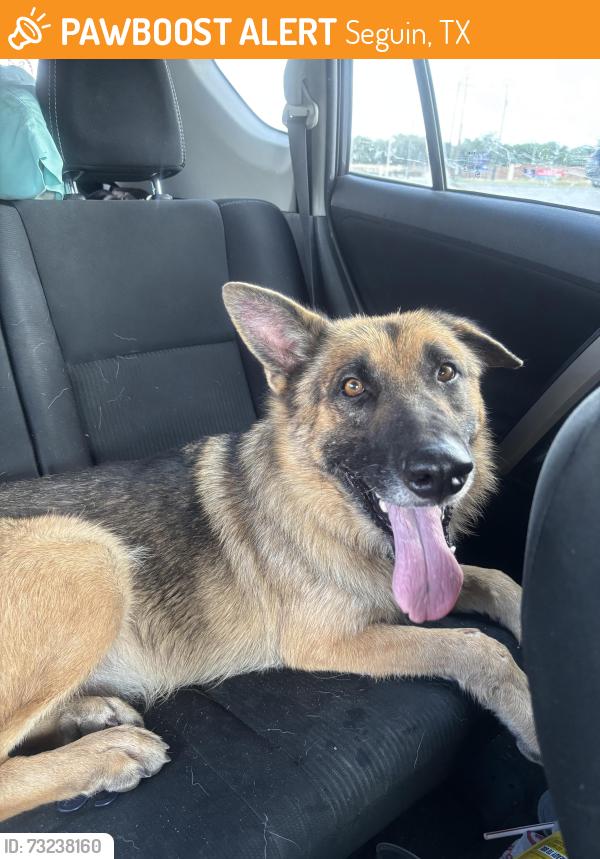 Found/Stray Male Dog last seen Train tracks on Ilka switch, Seguin, TX 78155