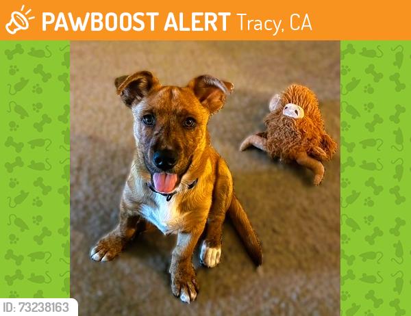 Found/Stray Male Dog last seen grant line road, Tracy, CA 95377