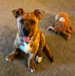 Found/Stray Male Dog last seen grant line road, Tracy, CA 95377