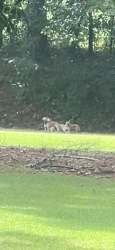 Found/Stray Unknown Dog last seen oak hill rd, Covington, GA 30016