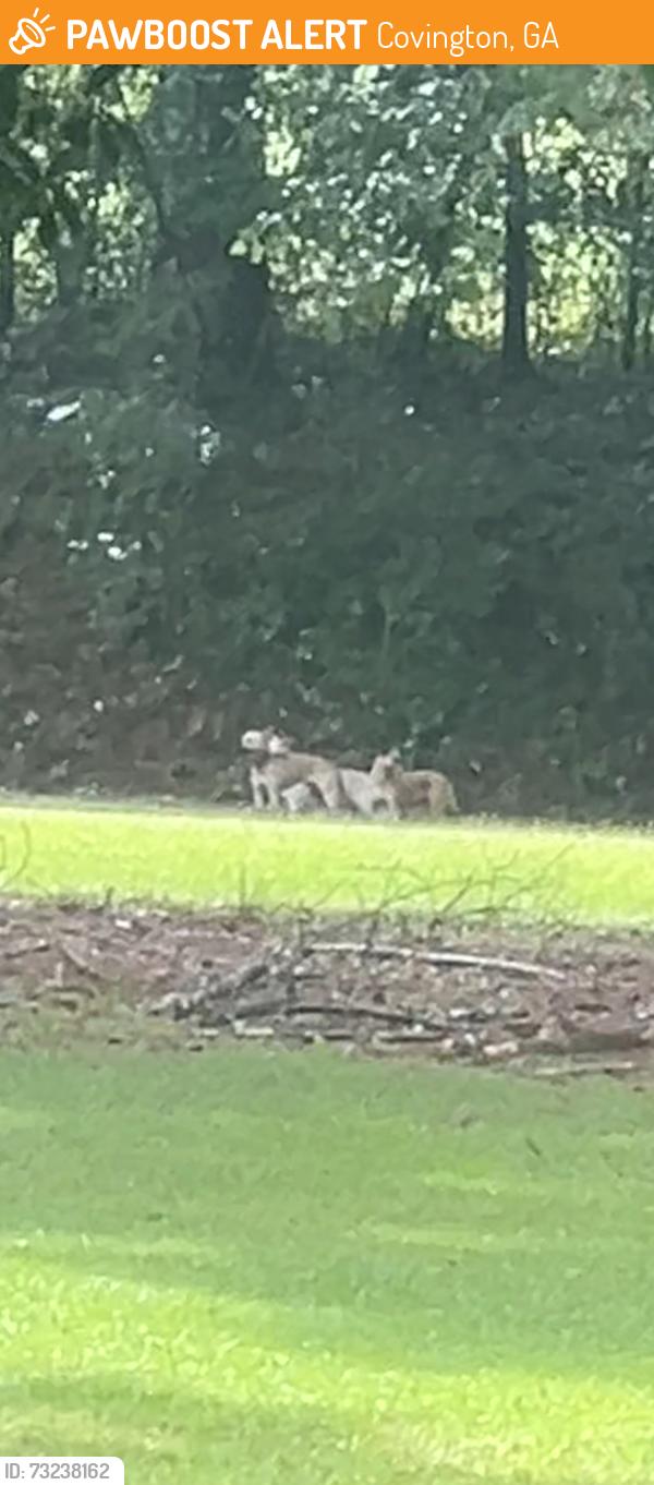 Found/Stray Unknown Dog last seen oak hill rd, Covington, GA 30016