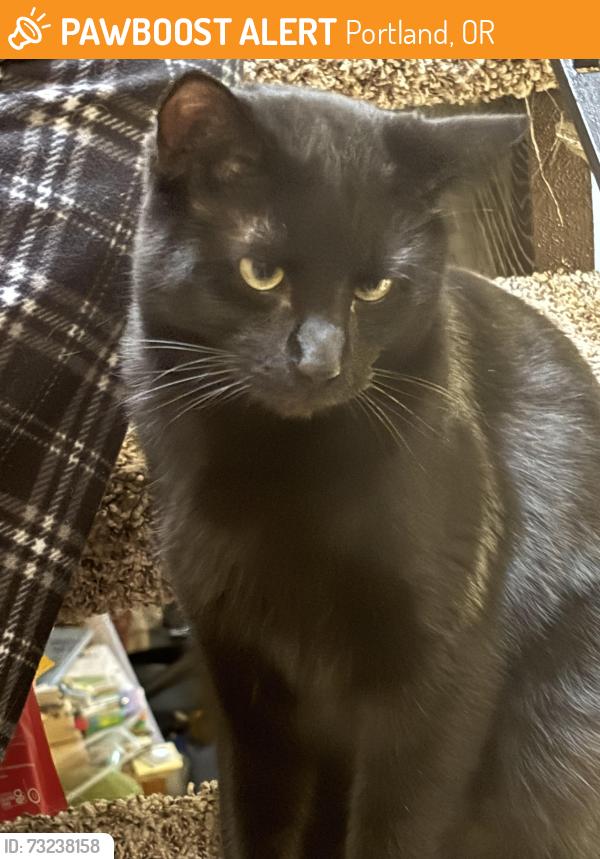 Found/Stray Unknown Cat last seen Ne 55th and hassalo, Portland, OR 97213
