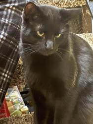 Found/Stray Unknown Cat last seen Ne 55th and hassalo, Portland, OR 97213