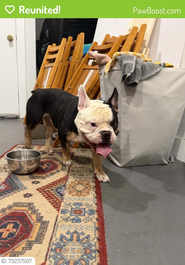 Reunited Male Dog last seen Near Hargrave St, Inglewood, CA 90302, USA, Inglewood, CA 90302
