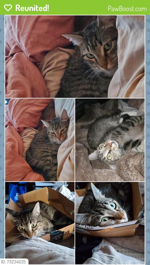 Reunited Female Cat last seen Near 89th ave n st pete, St. Petersburg, FL 33702