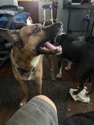 Lost Female Dog last seen Allison and berg, Washington, PA 15301