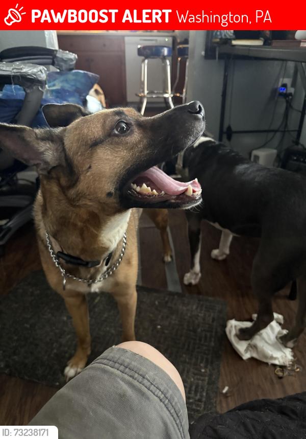 Lost Female Dog last seen Allison and berg, Washington, PA 15301