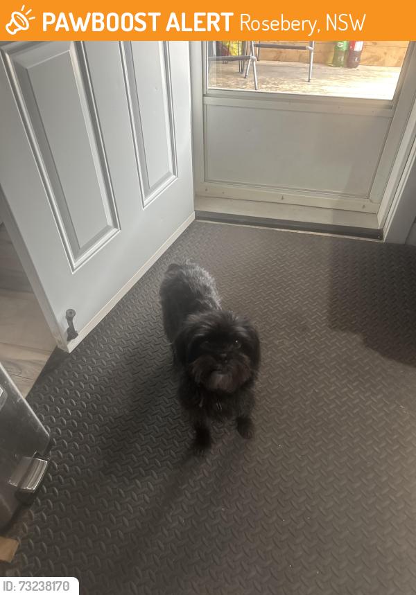 Found/Stray Female Dog last seen Roseberry/south Portage Avenue, Rosebery, NSW 2018