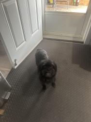 Found/Stray Female Dog last seen Roseberry/south Portage Avenue, Rosebery, NSW 2018