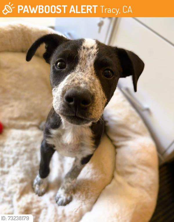 Found/Stray Male Dog last seen Lammers, Tracy, CA 95377