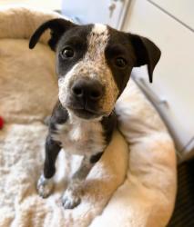 Found/Stray Male Dog last seen Lammers, Tracy, CA 95377