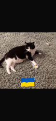 Lost Female Cat last seen Lamond vet, Livingston, Scotland 