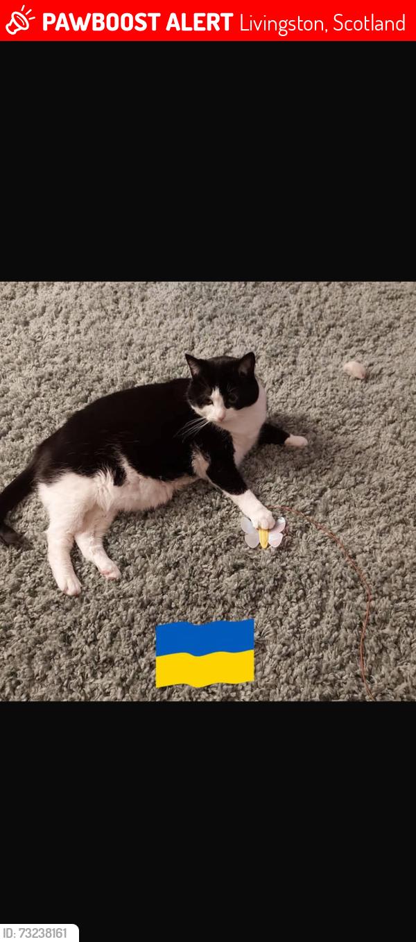 Lost Female Cat last seen Lamond vet, Livingston, Scotland 