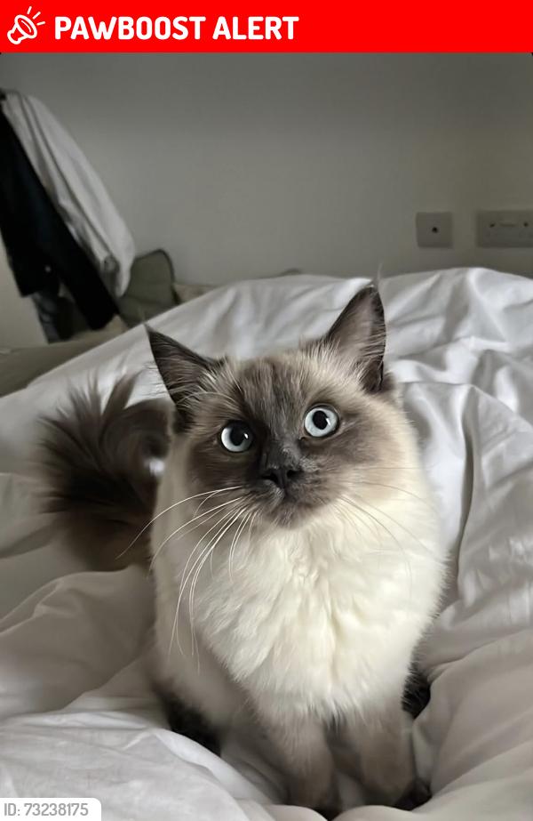 Lost Female Cat last seen Churchill Avenue, Lloyd George Avenue, Kibworth Beauchamp, England LE8 0XJ
